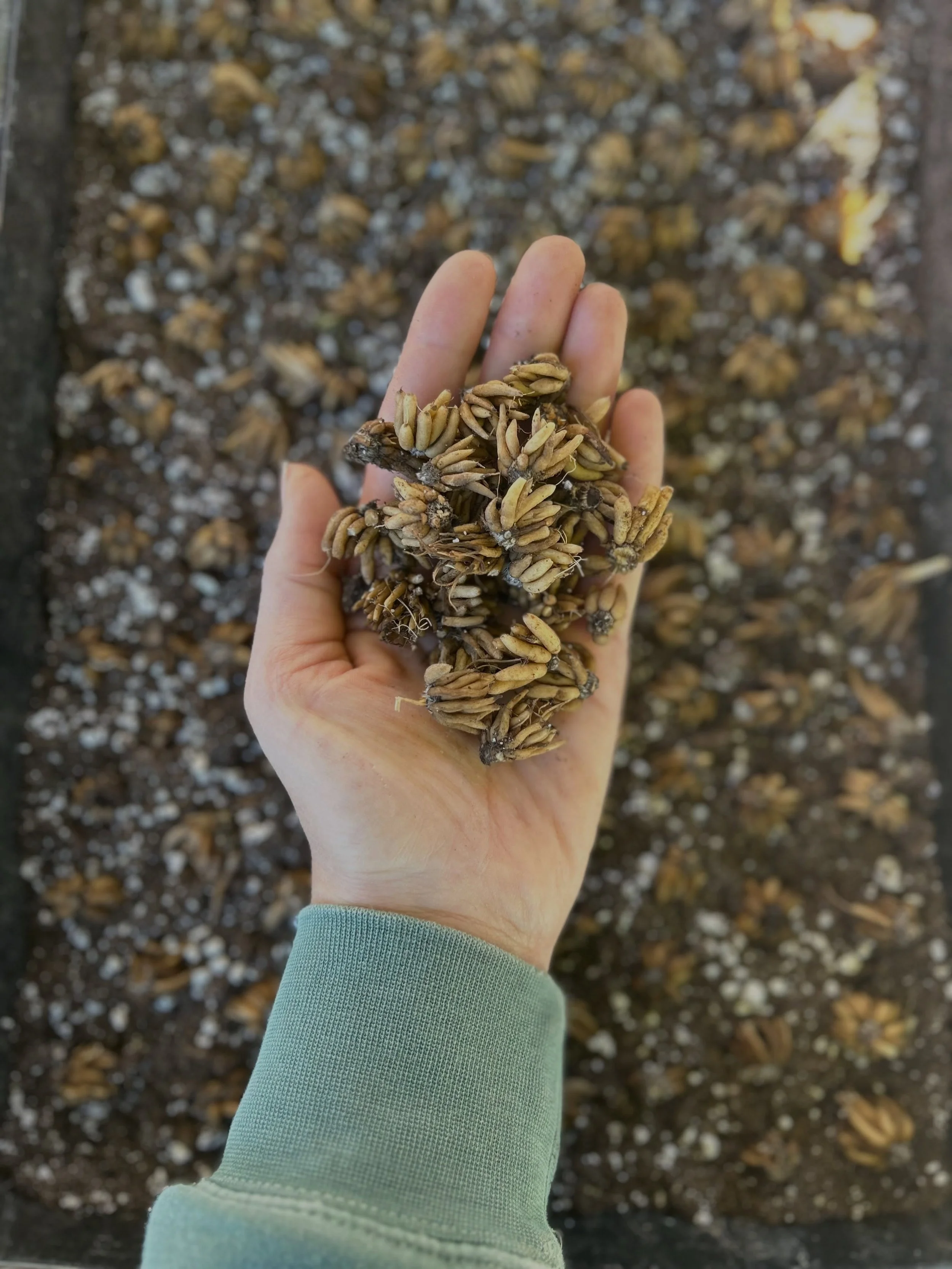 Early Spring flowers start now.

Yesterday I soaked our Ranunculus corms for a few hours and planted them in shallow trays.

Once they start sprouting we will put up a couple of low tunnels and plant them out to overwinter.

We&rsquo;ve also direct s
