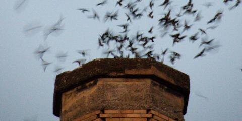 Fireplaces, Blue Birds & Pennies