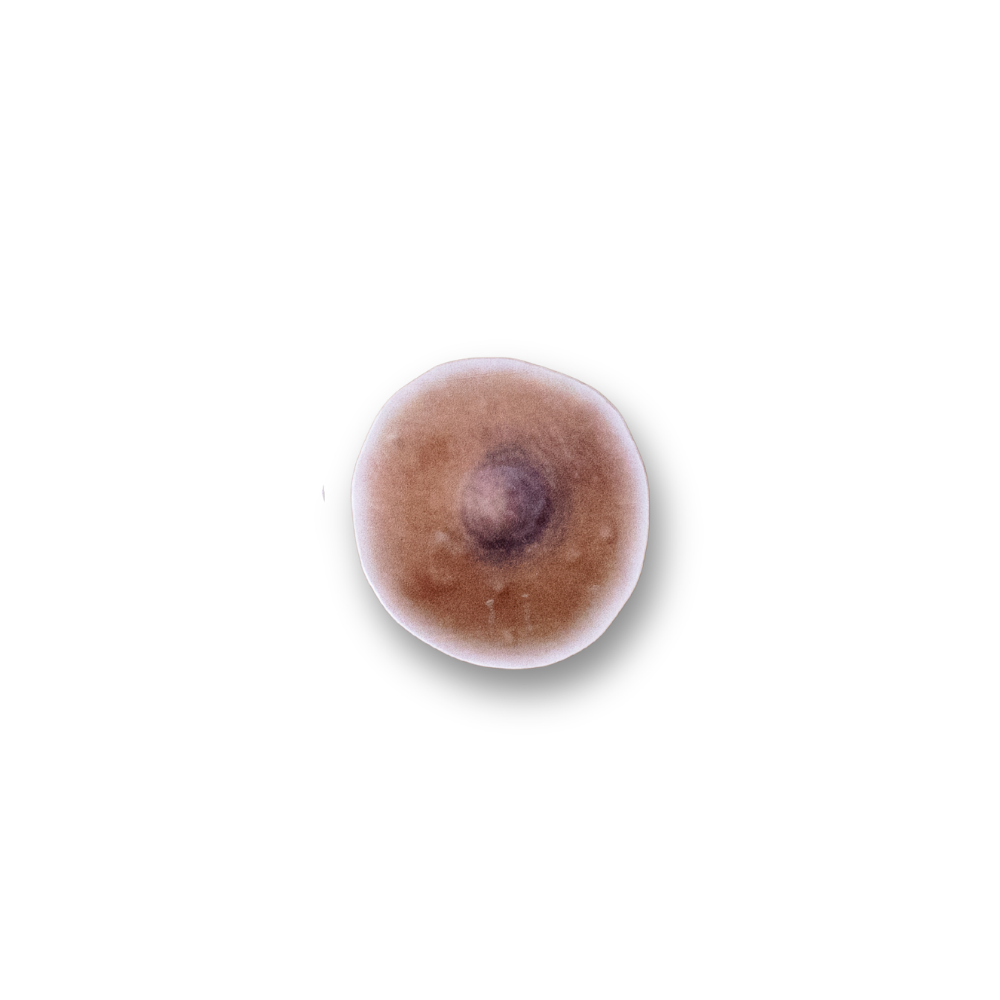 8.png