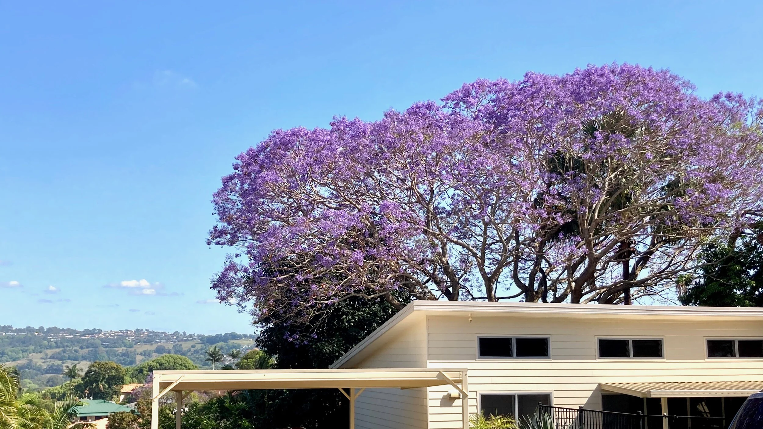 Jacaranda Flower Spiritual Meaning Best Flower Site
