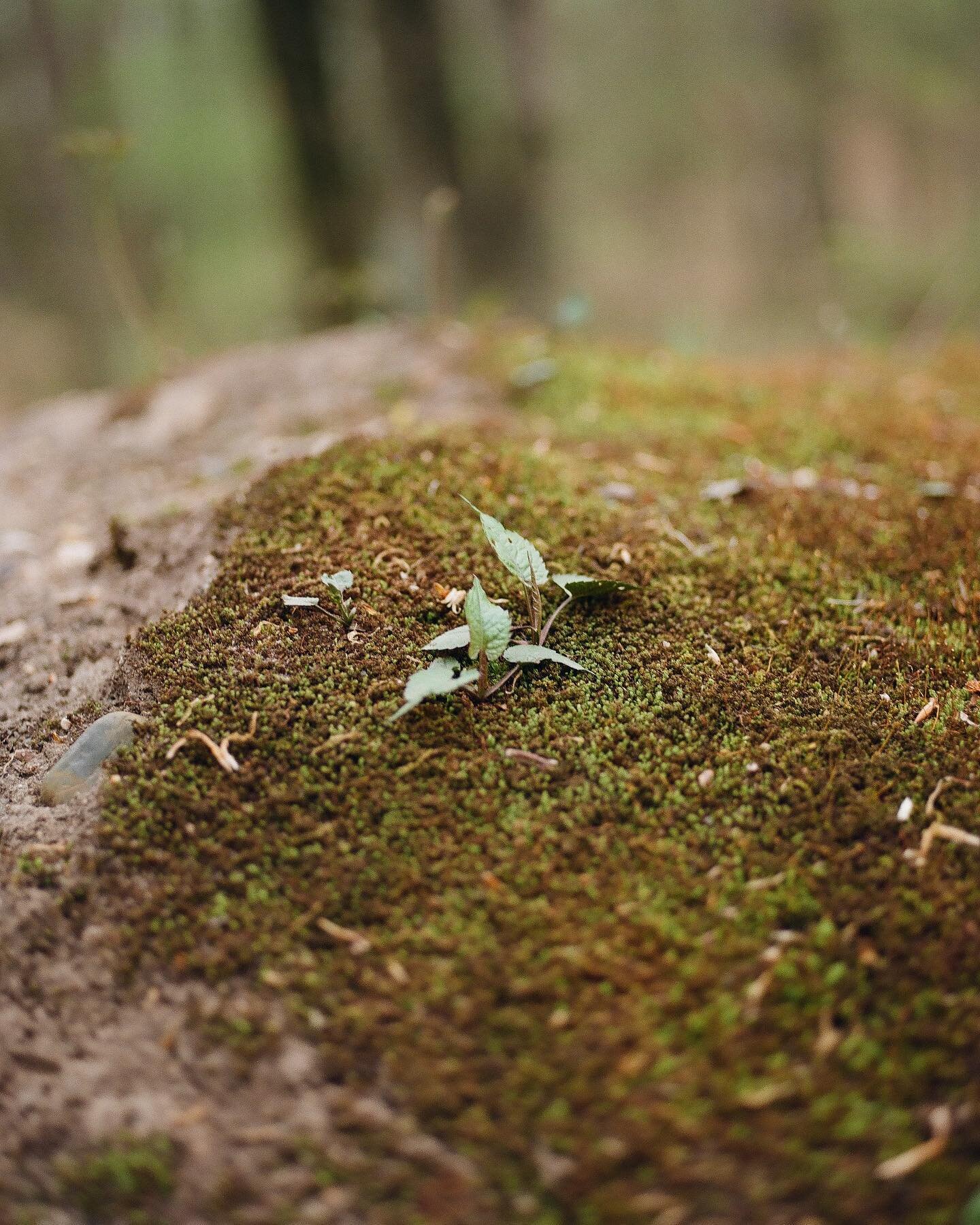 little moments in nature 
captured using a #pentax645nii on #kodakektar100 and #kodakgold200 #120film