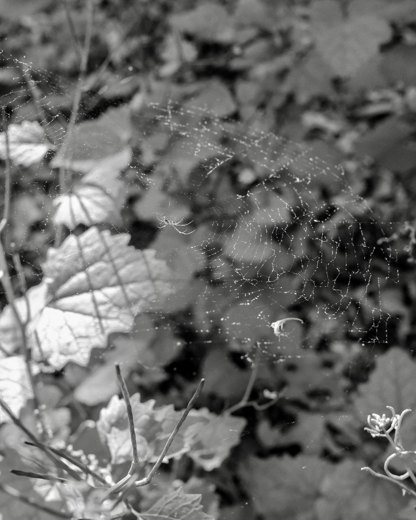 this may be one of my favorite photographs i&rsquo;ve taken this year. the golden hour moment with this little spider 

captured using a #fujix100v