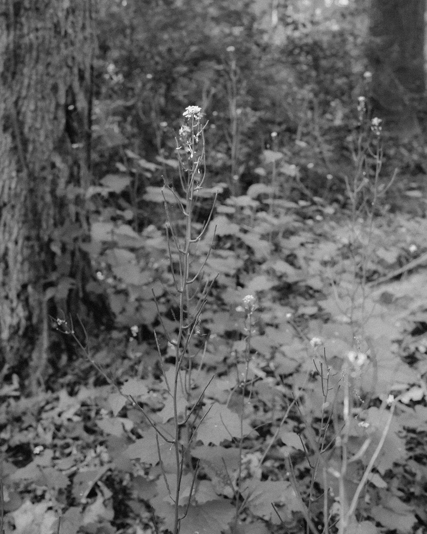 black and white florals
captured using a #fujix100v