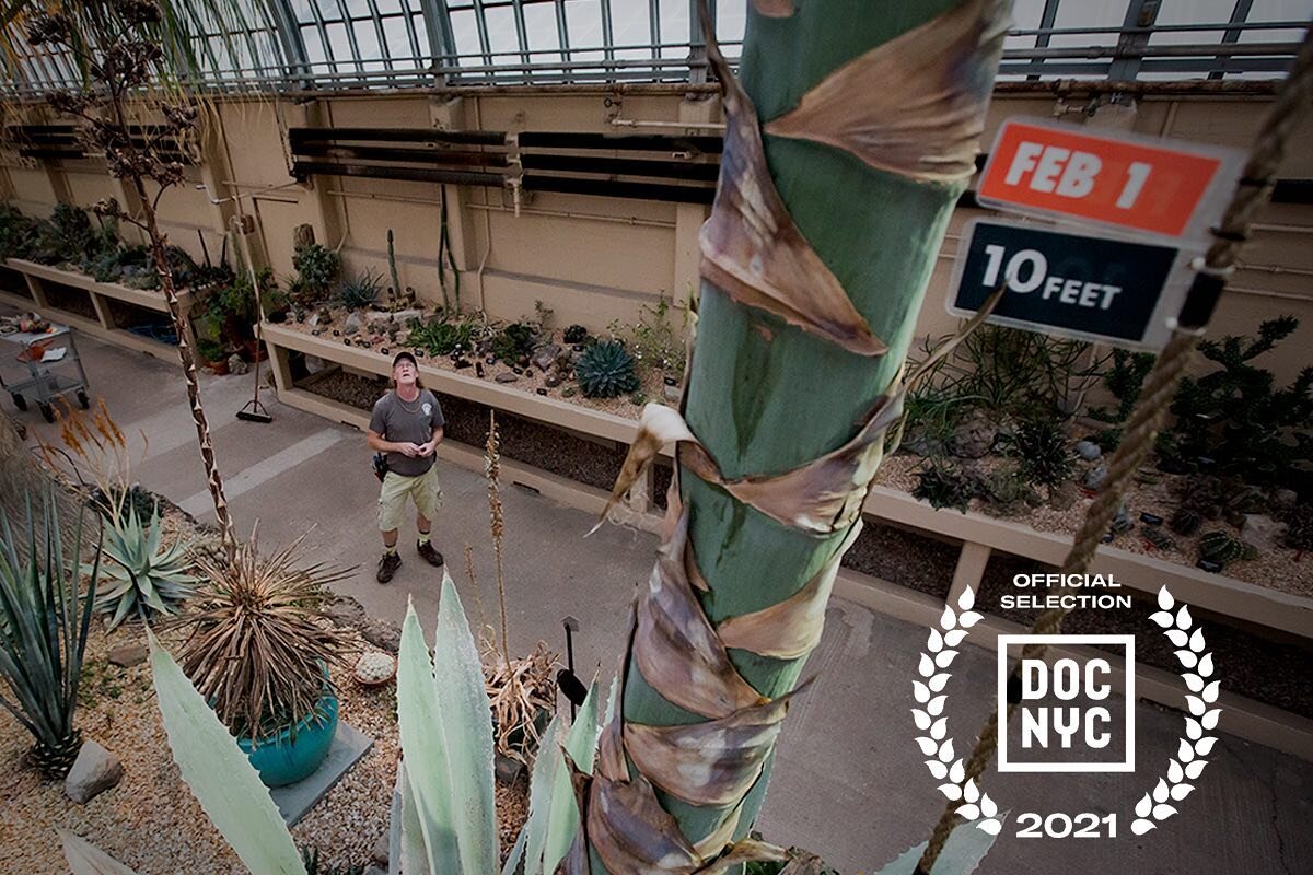Ray &amp; The Agave available to view on vimeo! Link in bio.
 

Ray &amp; The Agave is a 10 minute short documentary filmed entirely on location at the Garfield Park Conservatory in 2019. The film follows the once-in-a-lifetime bloom of the Agave ame