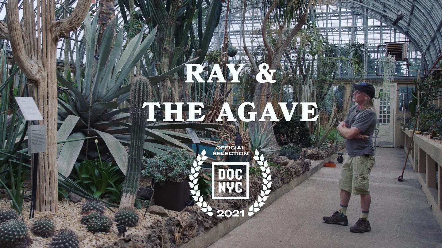 Very honored that Ray &amp; The Agave will screen in person and virtually at DOCNYC 2021 on November 17th! Link in bio for more info. 

#docnyc #shortfilm #documentary #garfieldparkconservatory #agaveamericana