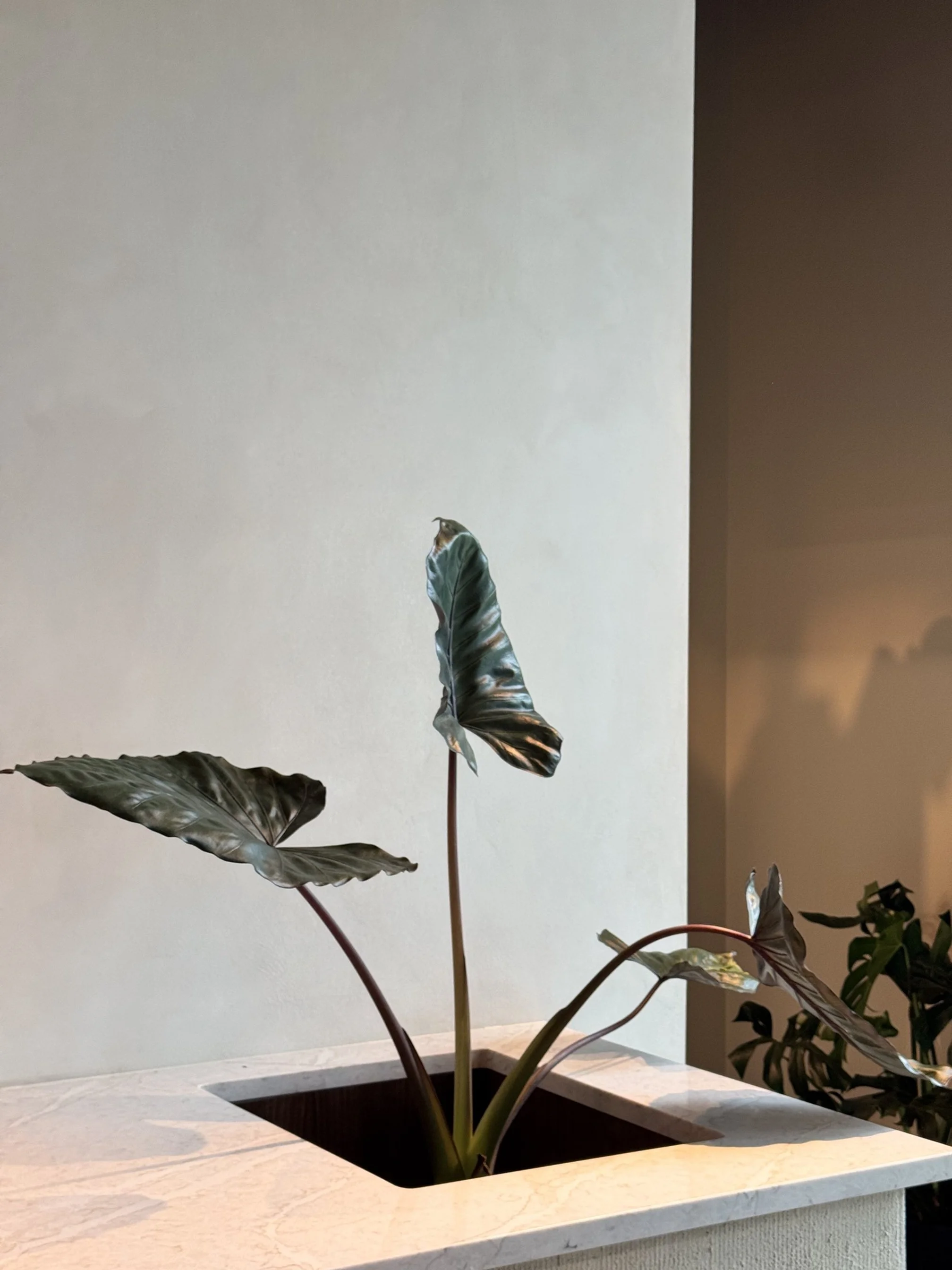 Sano Bellevue Interior 2.jpg