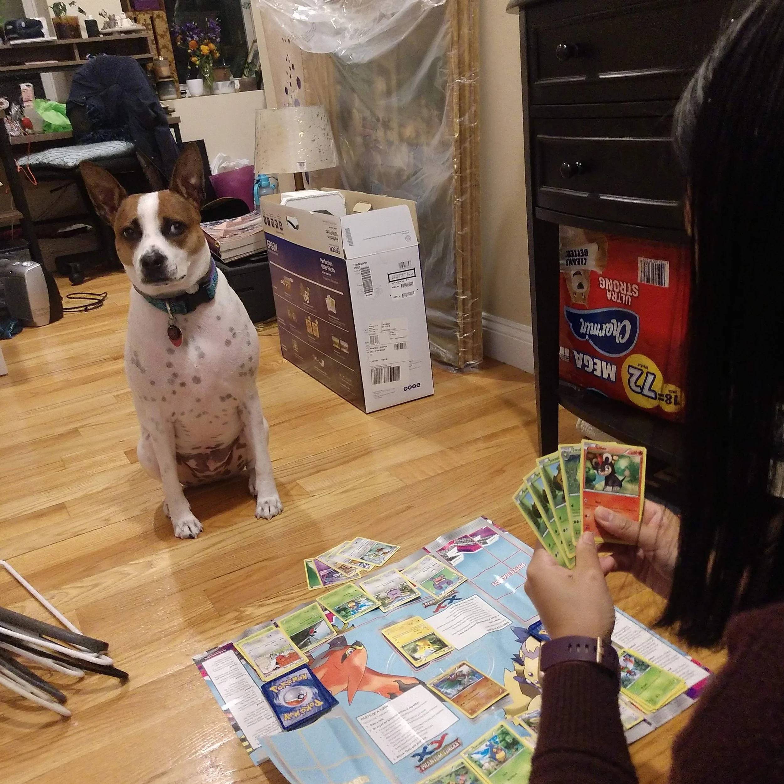 Person playing Pokémon trading card game with a dog sitting nearby in a cluttered living room.