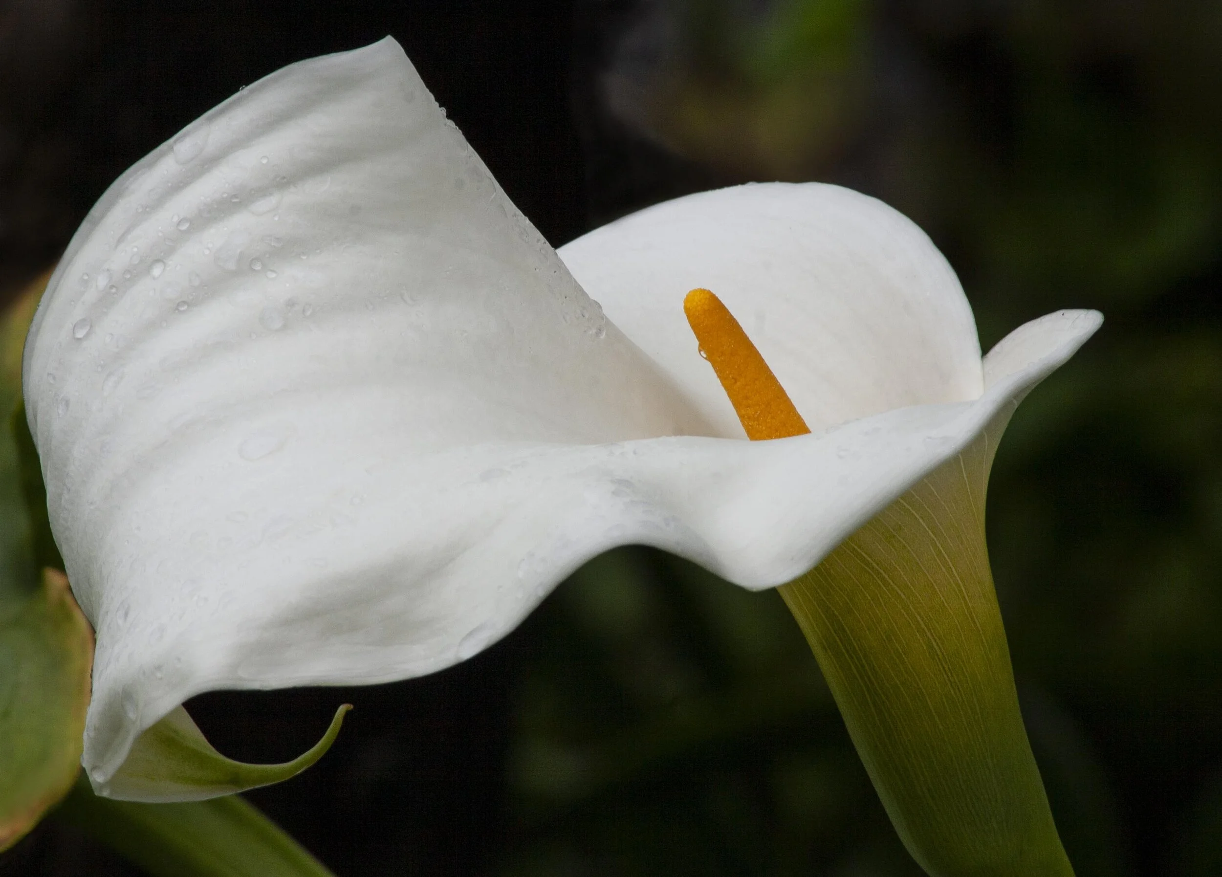 Calla Lily