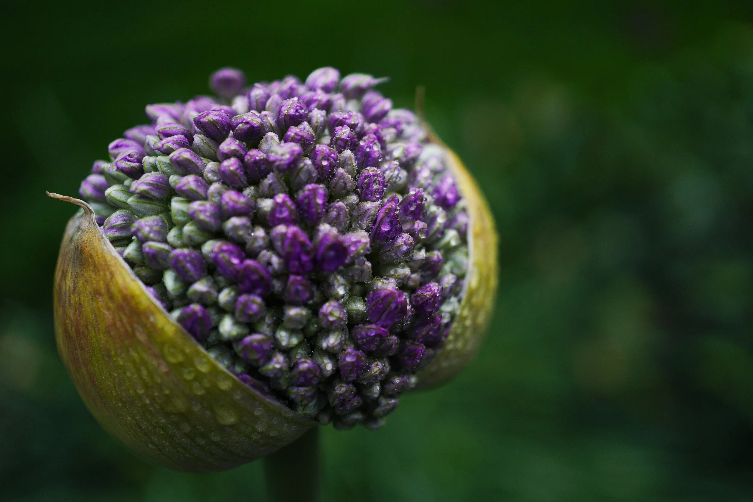 Giant Allium bud