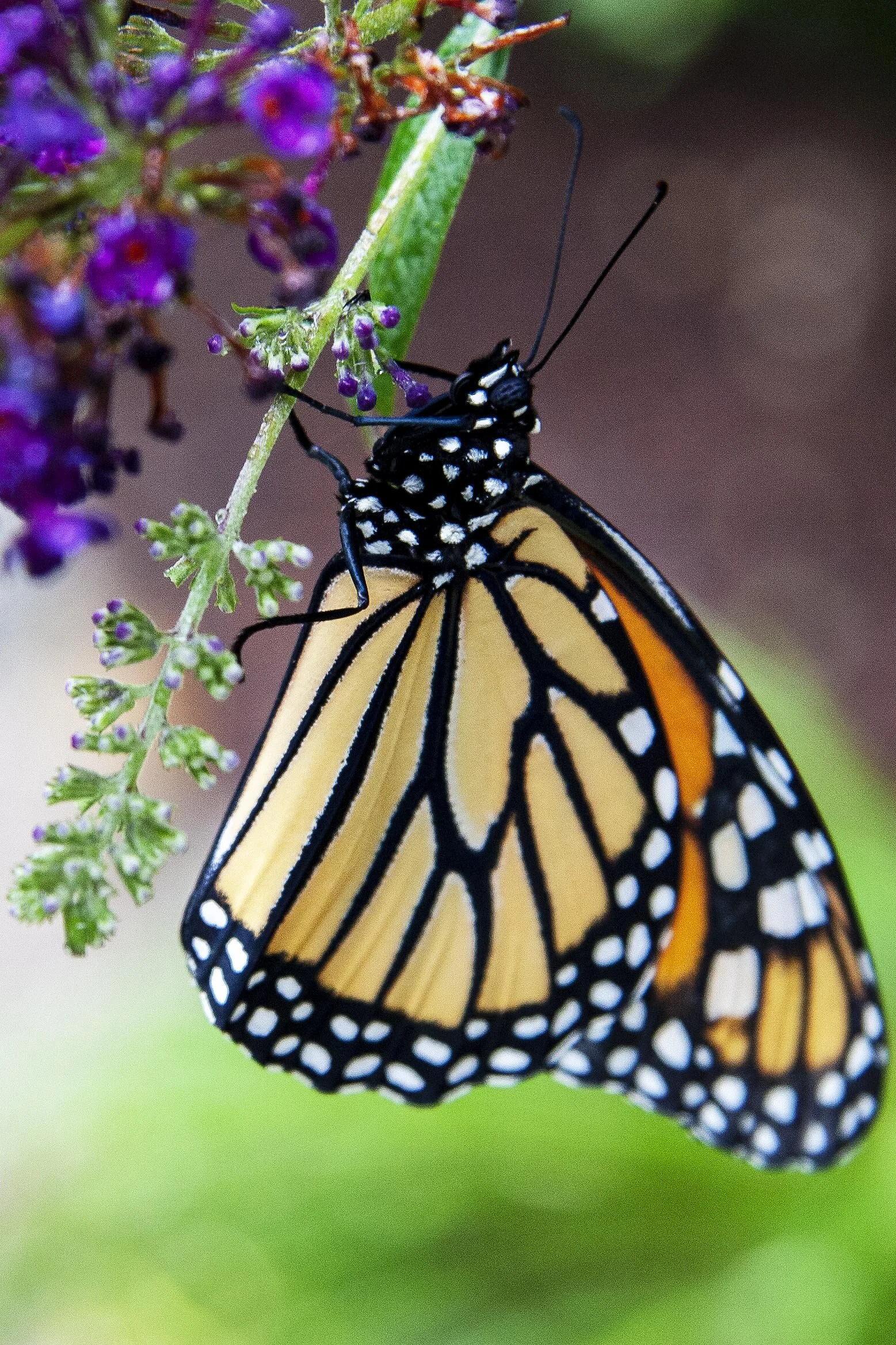 Monarch butterfly