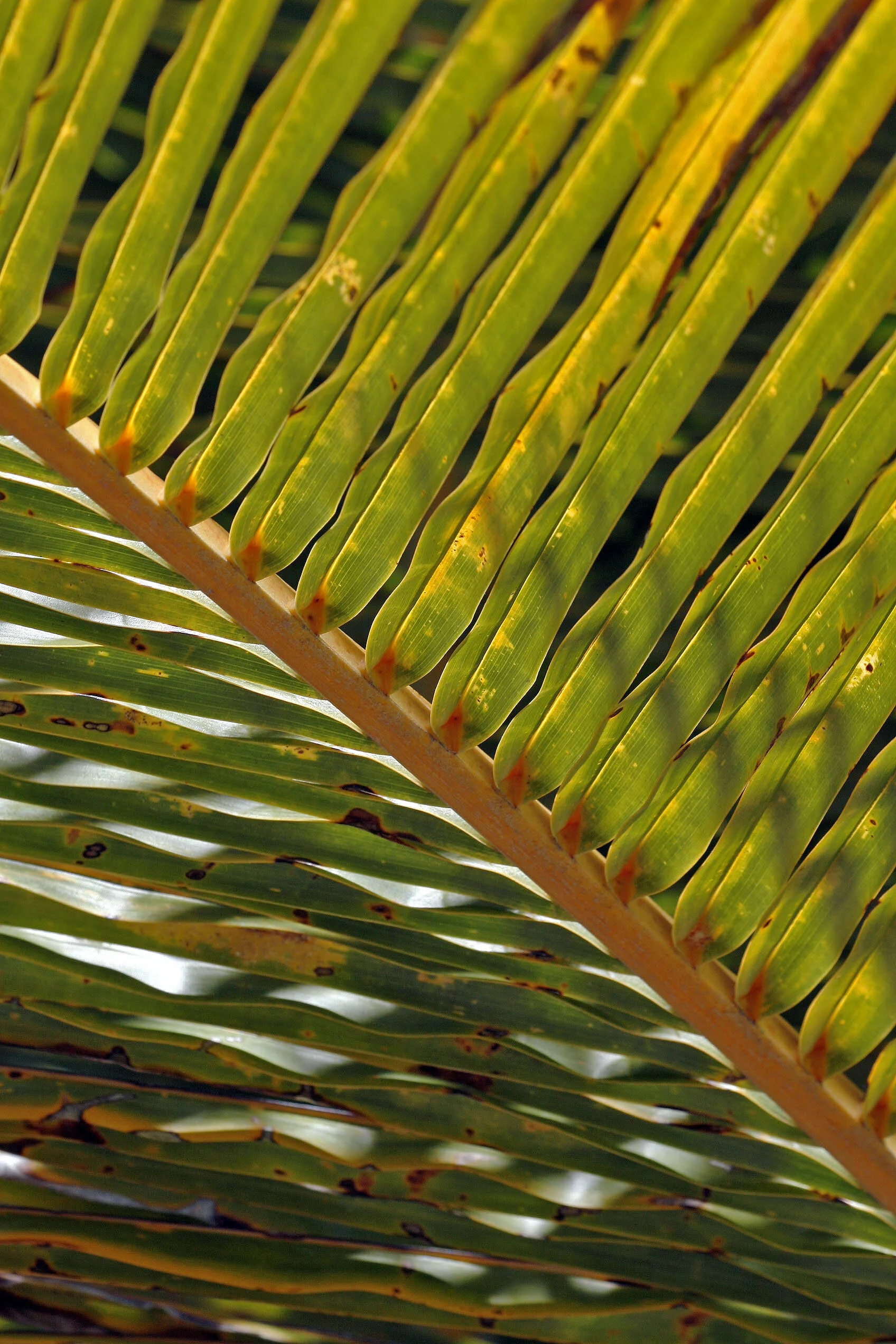 Palm frond