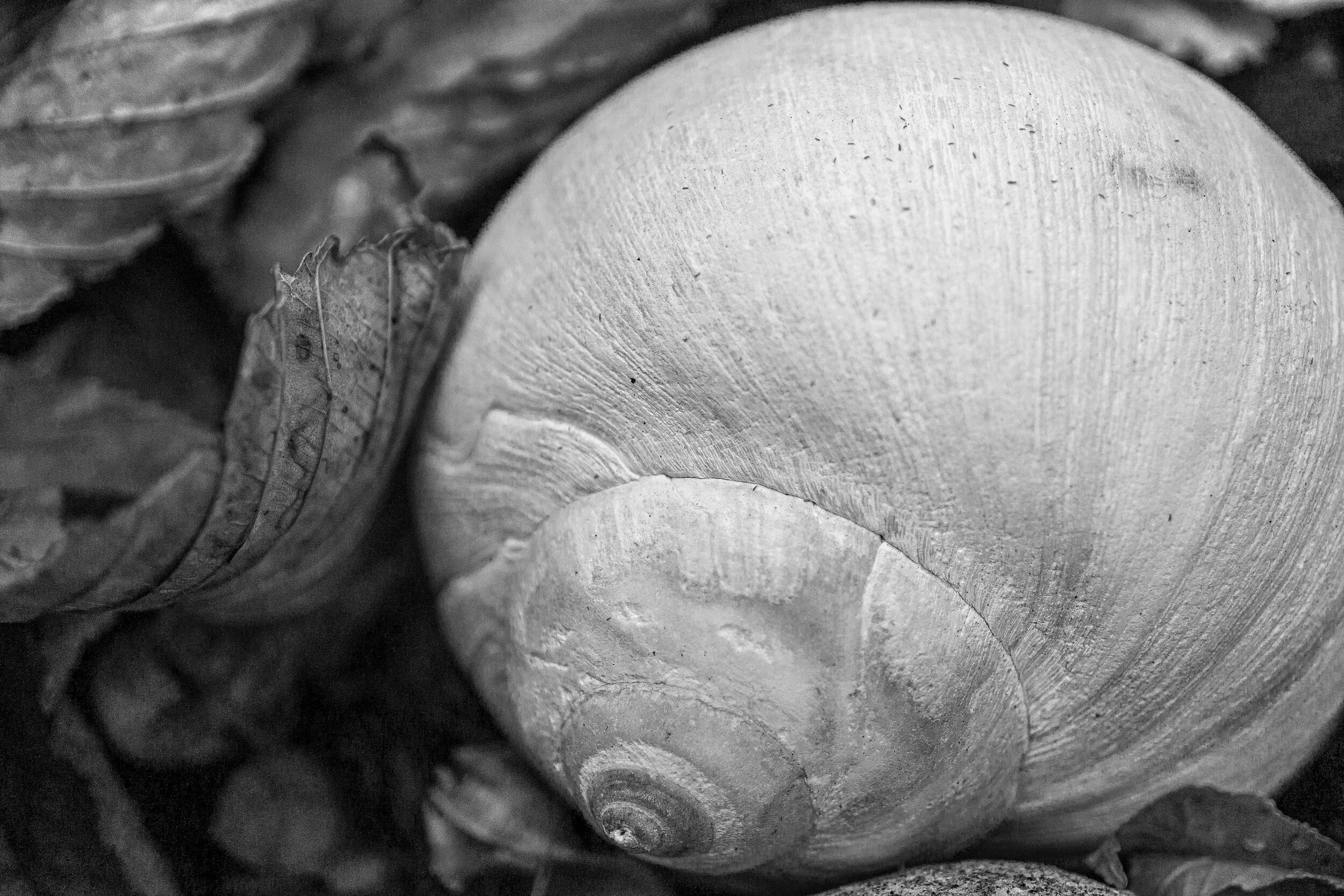 Maine, Portland, shell