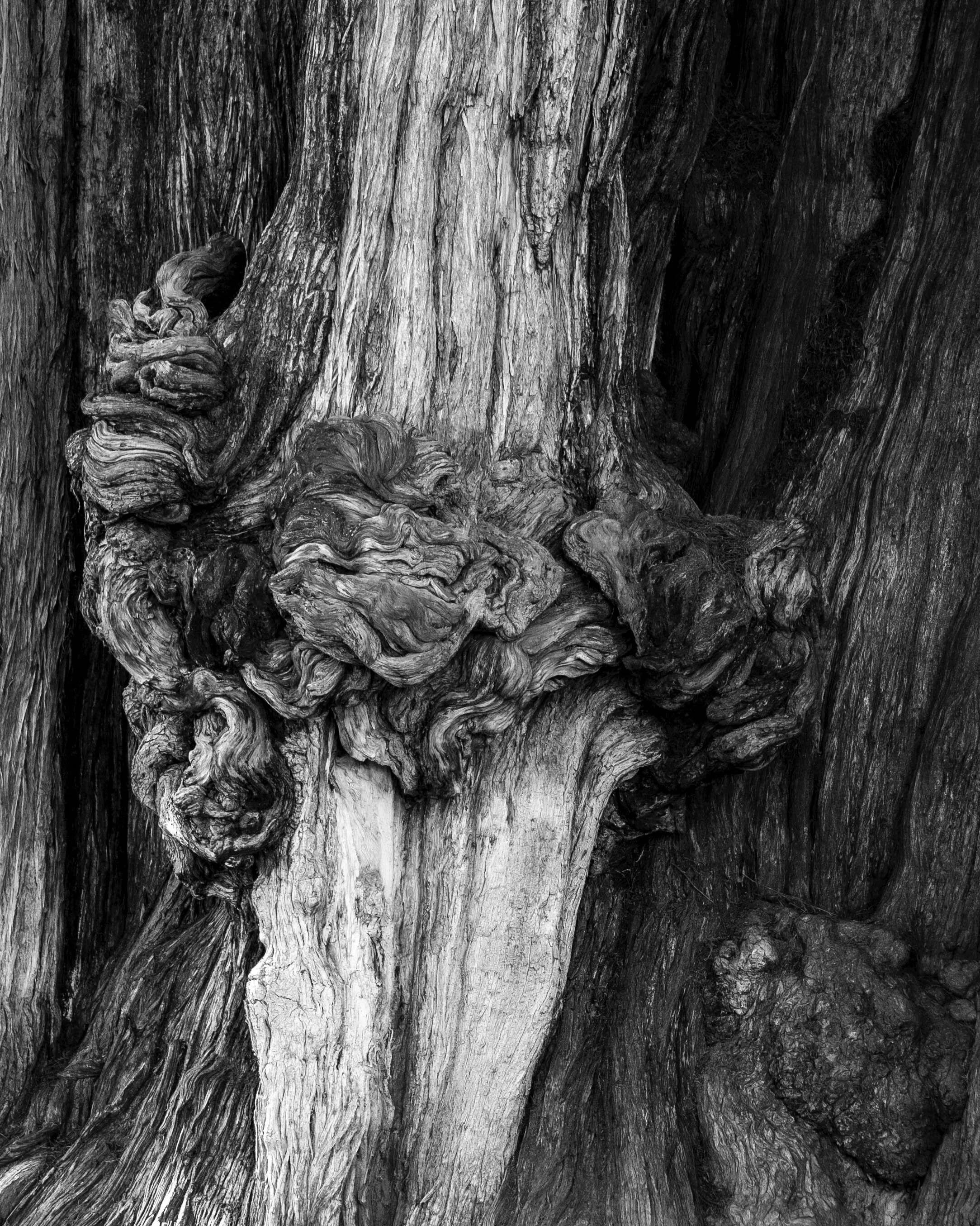 Mexico, Oaxaca, El Árbol del Tule