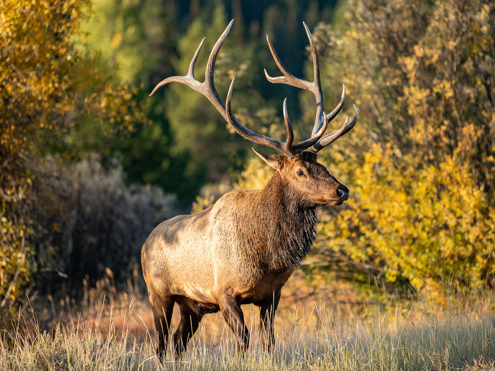 Karl_Hunter_Photo-Bull_Elk-2.jpg