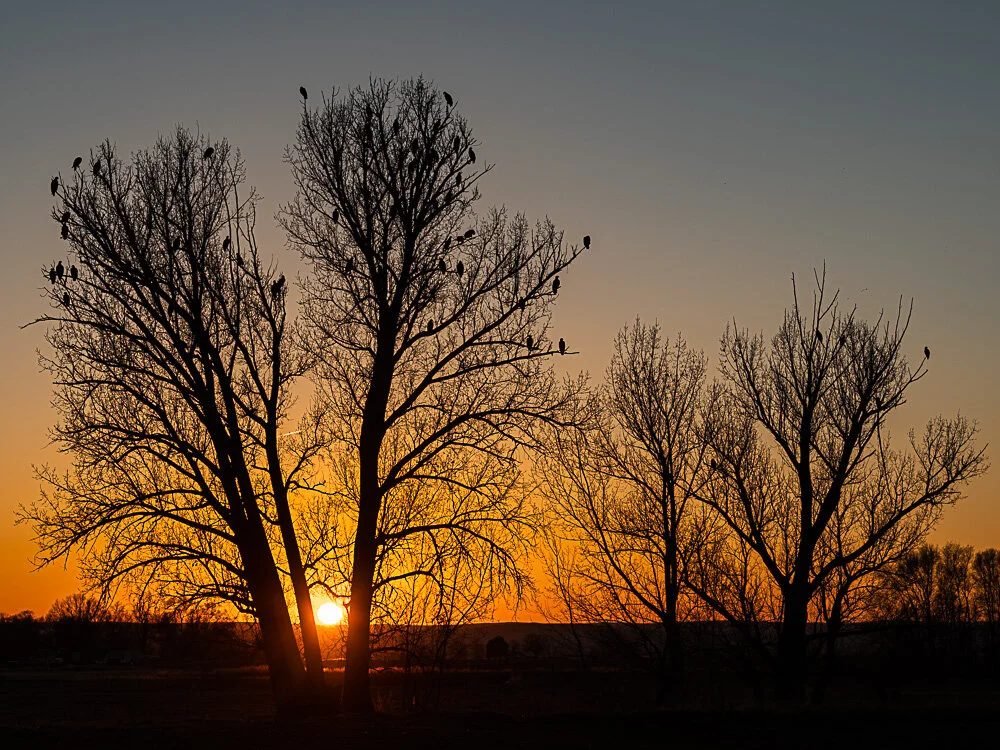 Karl_Hunter_Photo-Eagle_Tree_Sunset.jpg