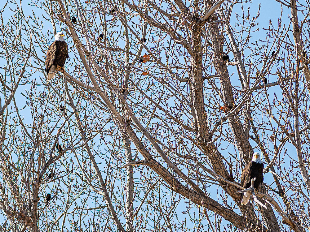 Karl_Hunter_Photo-Eagle_Tree1.jpg