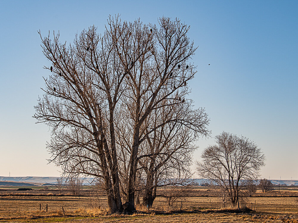 Karl_Hunter_Photo-Eagle_Tree3.jpg