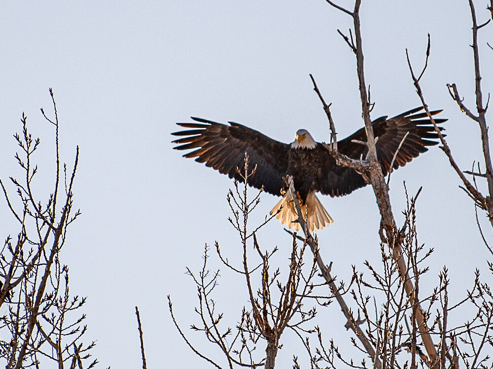 Karl_Hunter_Photo-Eagle_Tree4.jpg