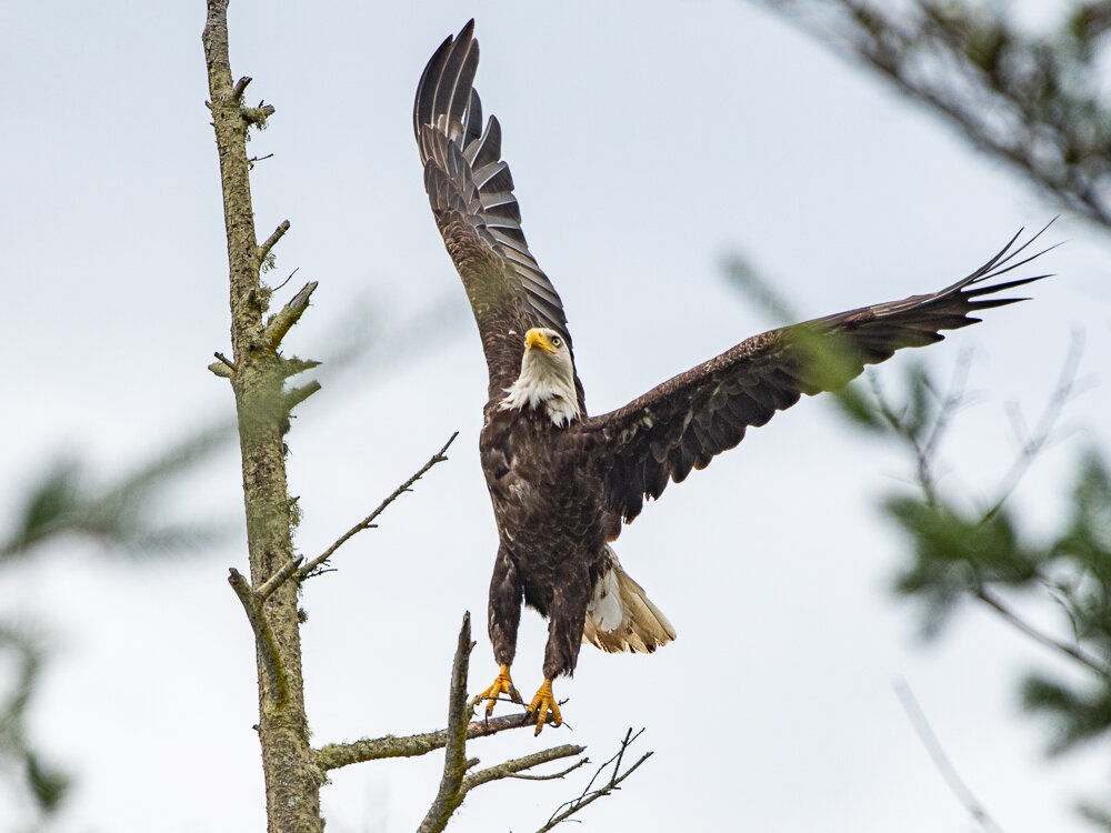 Karl_Hunter_Photography-Bald_Eagle_Launch-7.jpg