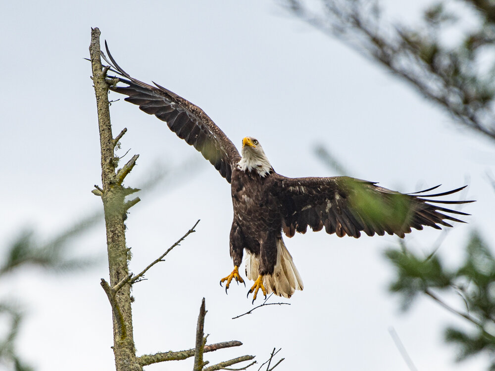 Karl_Hunter_Photography-Bald_Eagle_Launch-8.jpg