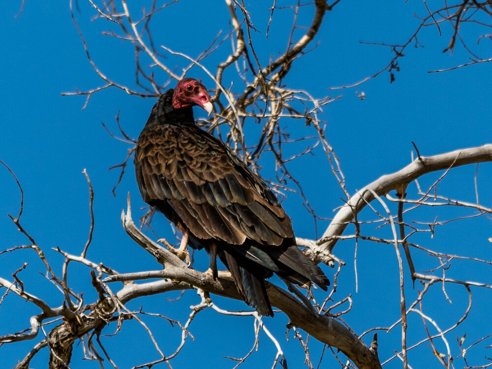 Karl_Hunter_Photography-Turkey_Vultures-2.jpg