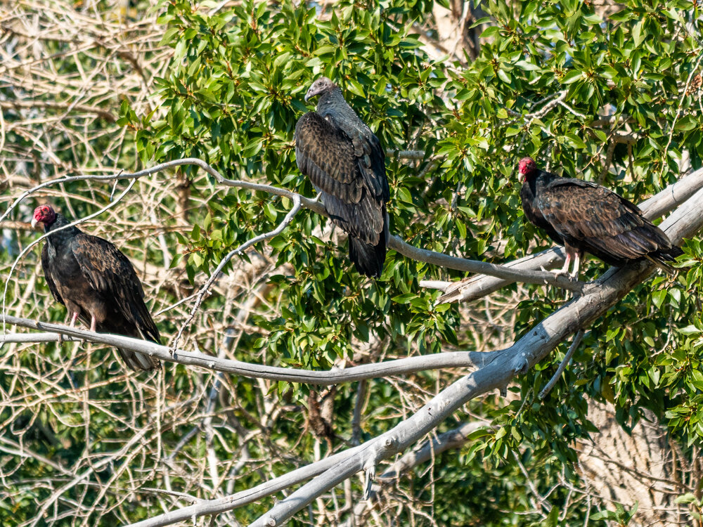 Karl_Hunter_Photography-Turkey_Vultures-5.jpg