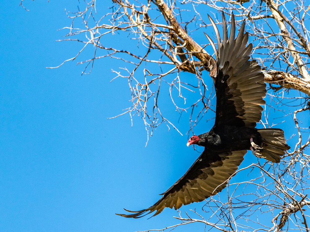 Karl_Hunter_Photography-Turkey_Vultures-6.jpg