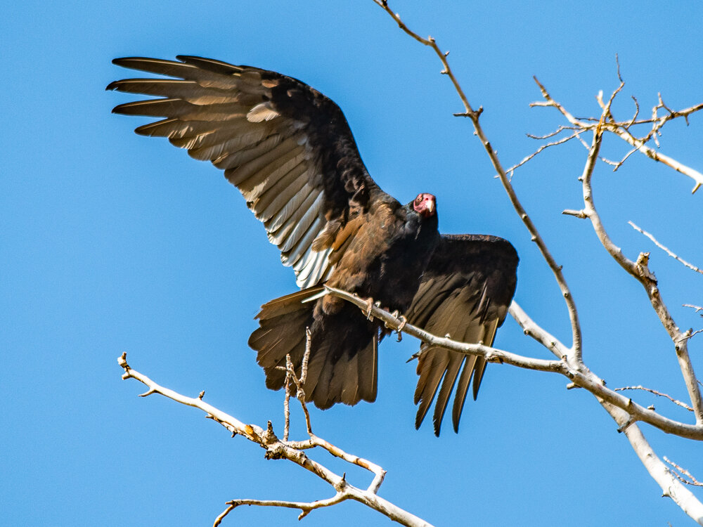 Karl_Hunter_Photography-Turkey_Vultures-10.jpg