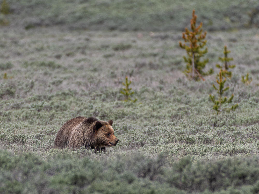 Karl+Hunter+Photography+Yellowstone+Grizzly+Bear-1.jpg