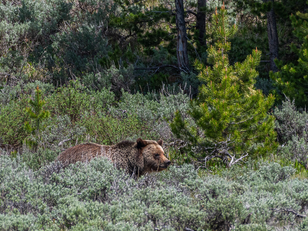 Karl+Hunter+Photography+Yellowstone+Grizzly+Bear-2.jpg