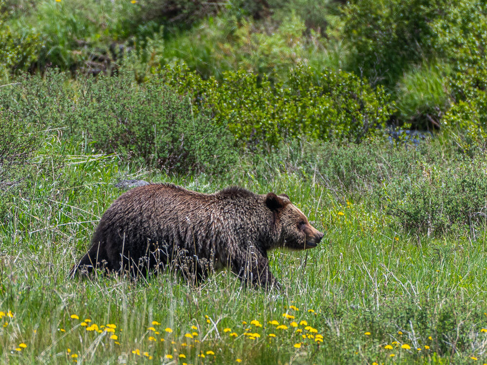 Karl+Hunter+Photography+Yellowstone+Grizzly+Bear-3.jpg