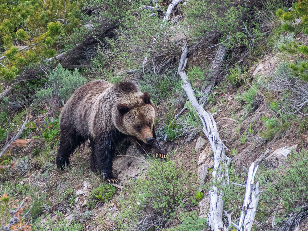 Karl+Hunter+Photography+Yellowstone+Grizzly+Bear-4.jpg