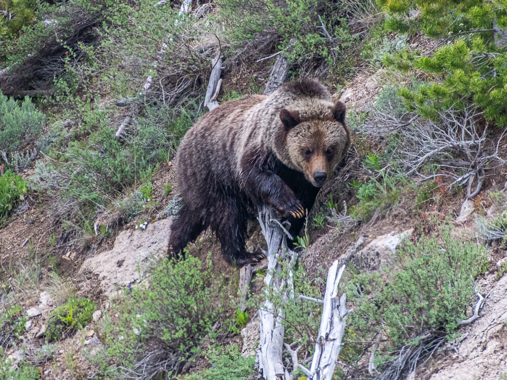 Karl+Hunter+Photography+Yellowstone+Grizzly+Bear-5.jpg