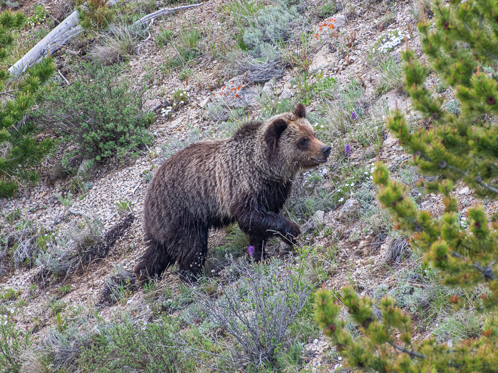 Karl+Hunter+Photography+Yellowstone+Grizzly+Bear-6.jpg