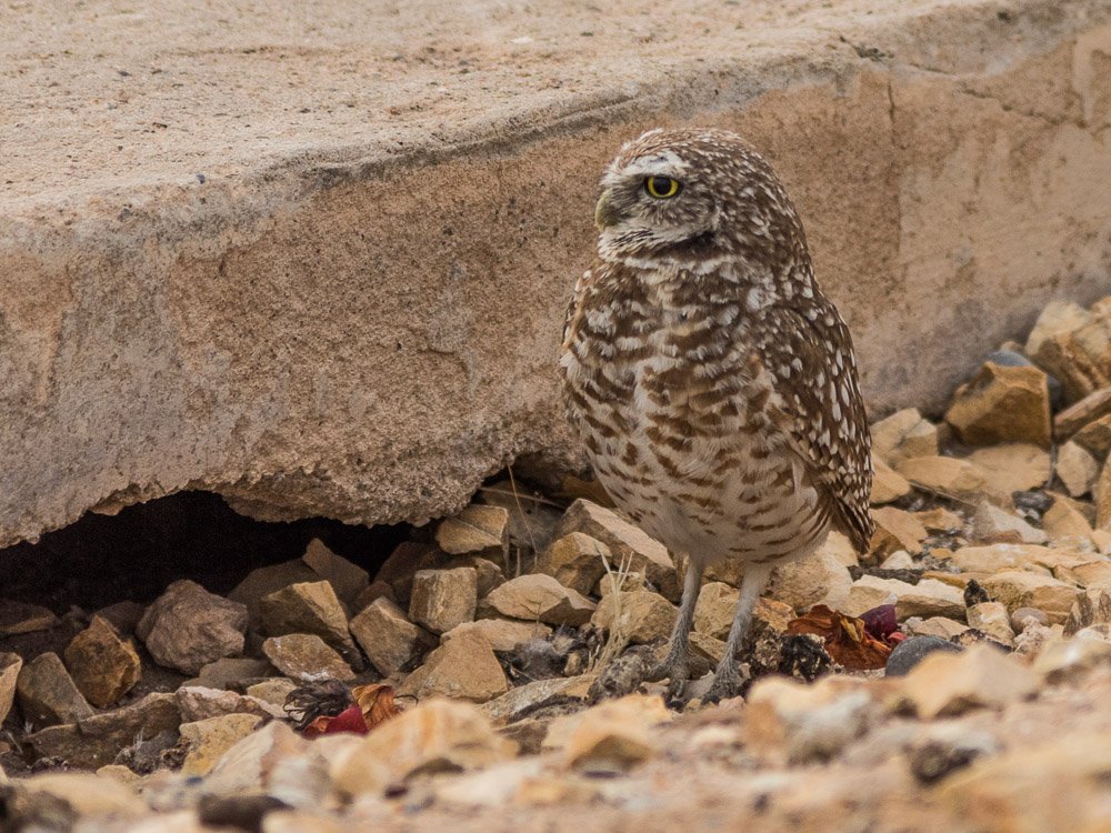 Karl Hunter Photography-Female Burrowing Owl.jpg