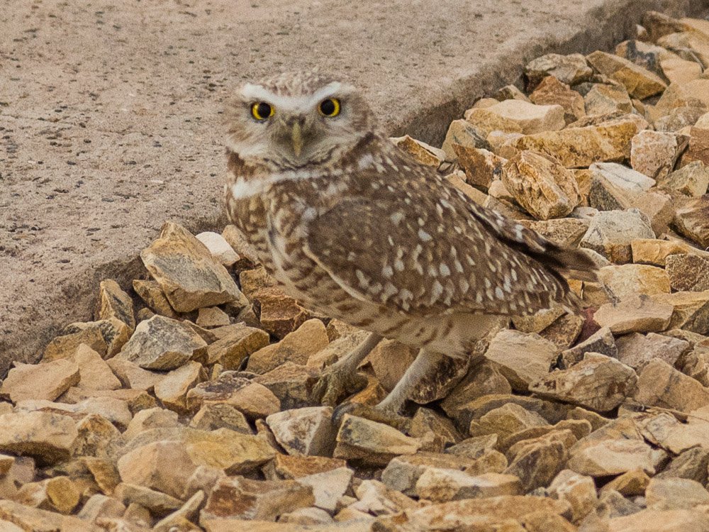 Karl Hunter Photography-Male Burrowing Owl.jpg