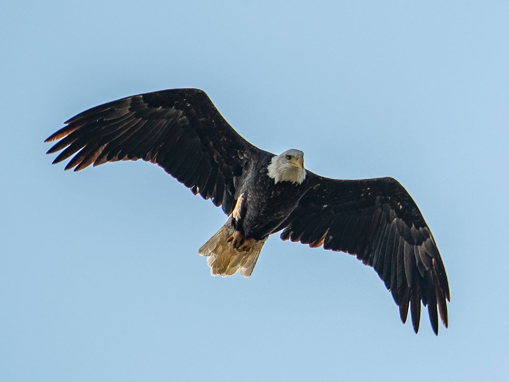 Karl_Hunter_Photo-Bald_Eagle-1.jpg