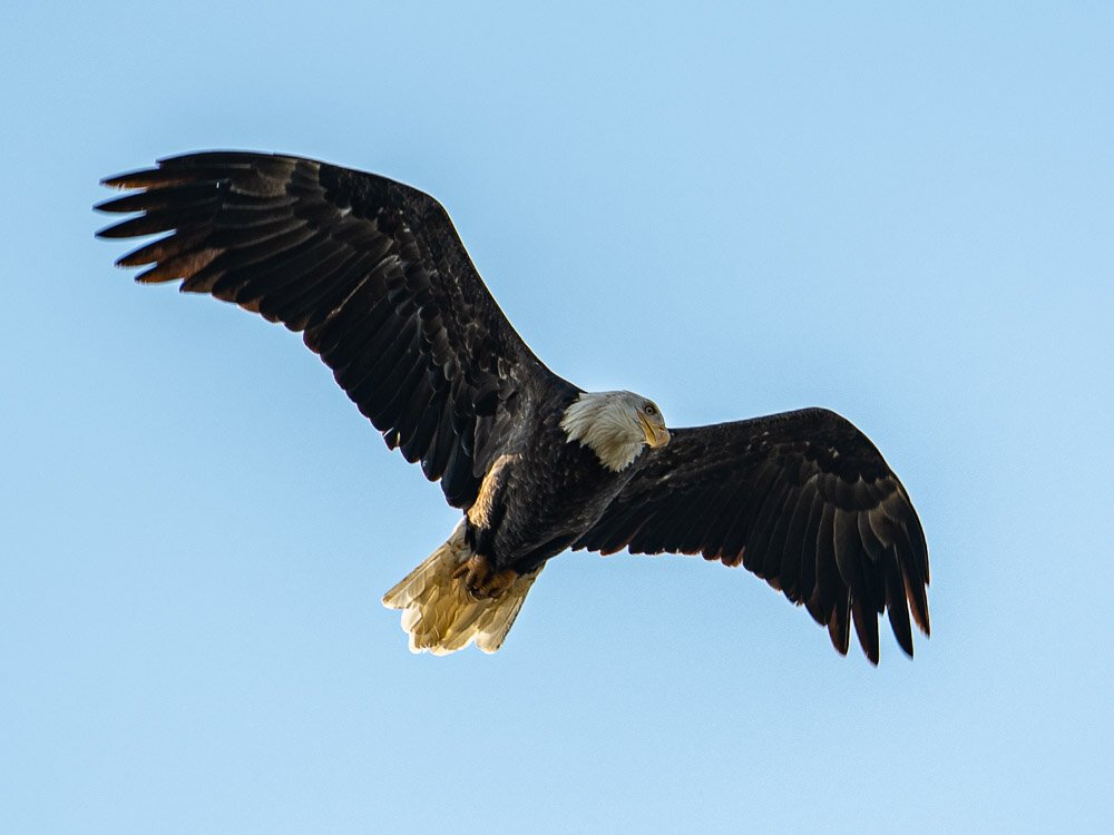 Karl_Hunter_Photo-Bald_Eagle-2.jpg