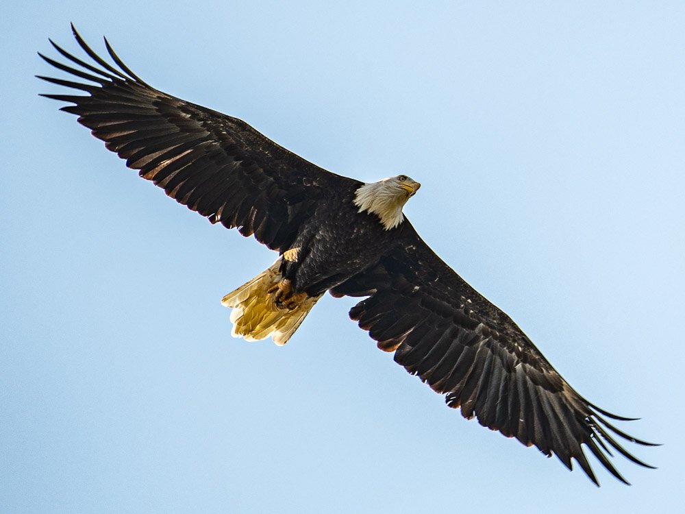 Karl_Hunter_Photo-Bald_Eagle-3.jpg