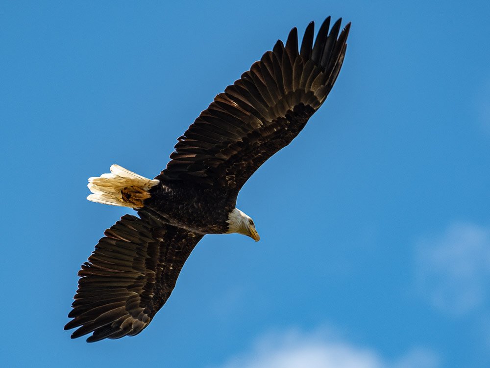 Karl_Hunter_Photo-Bald_Eagle-5.jpg