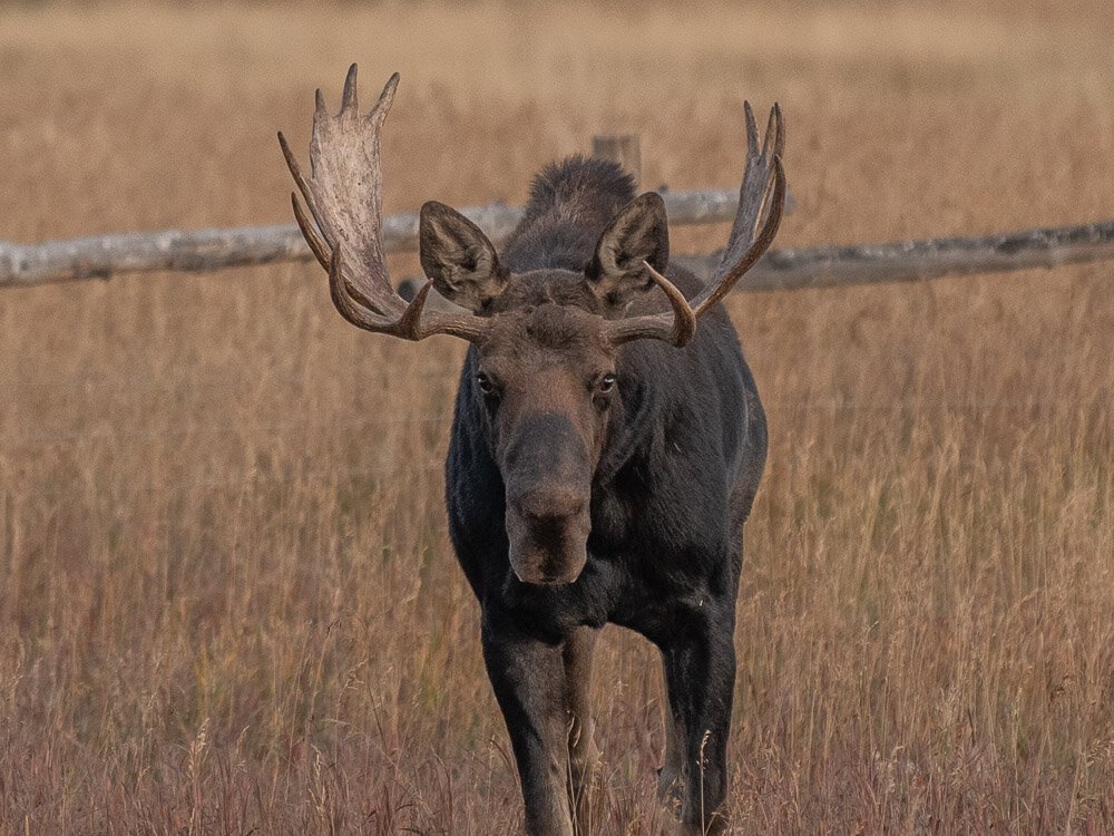 Karl_Hunter_Photogrpahy-Bull_Moose_3.jpg