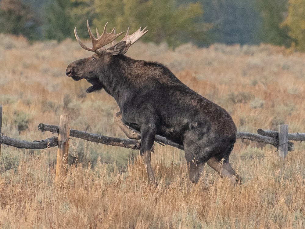 Karl_Hunter_Photogrpahy-Bull_Moose_4.jpg