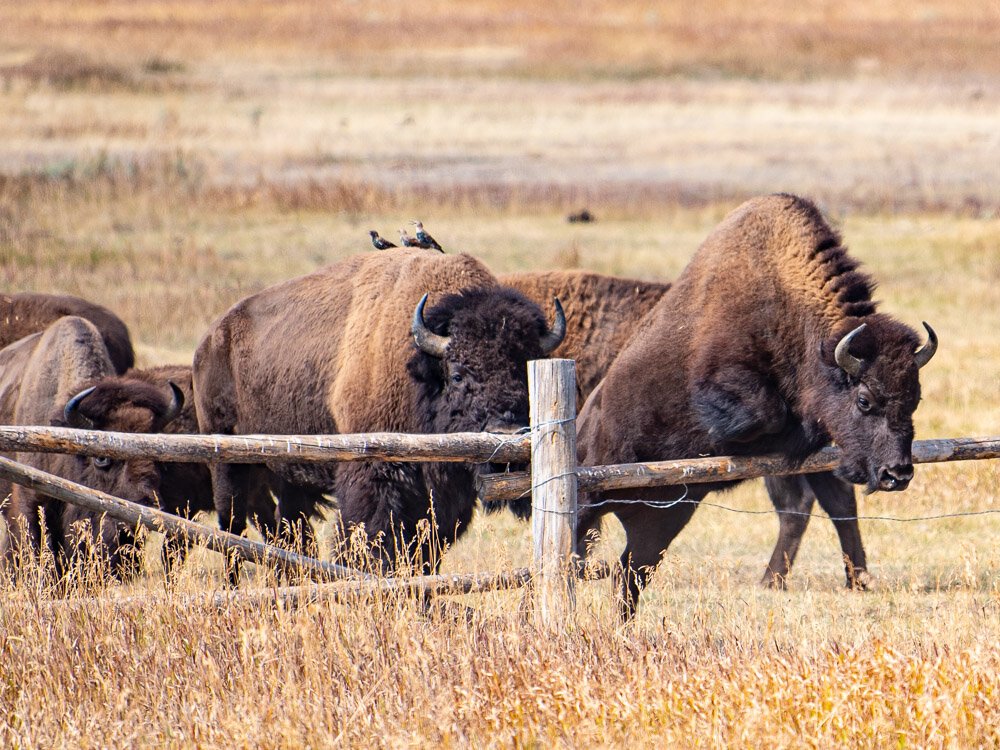 Karl_Hunter-Buffalo_Crossing-3.jpg