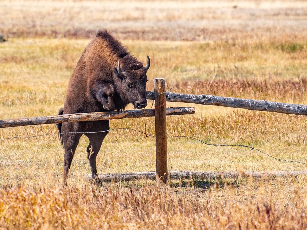 Karl_Hunter-Buffalo_Crossing-5.jpg