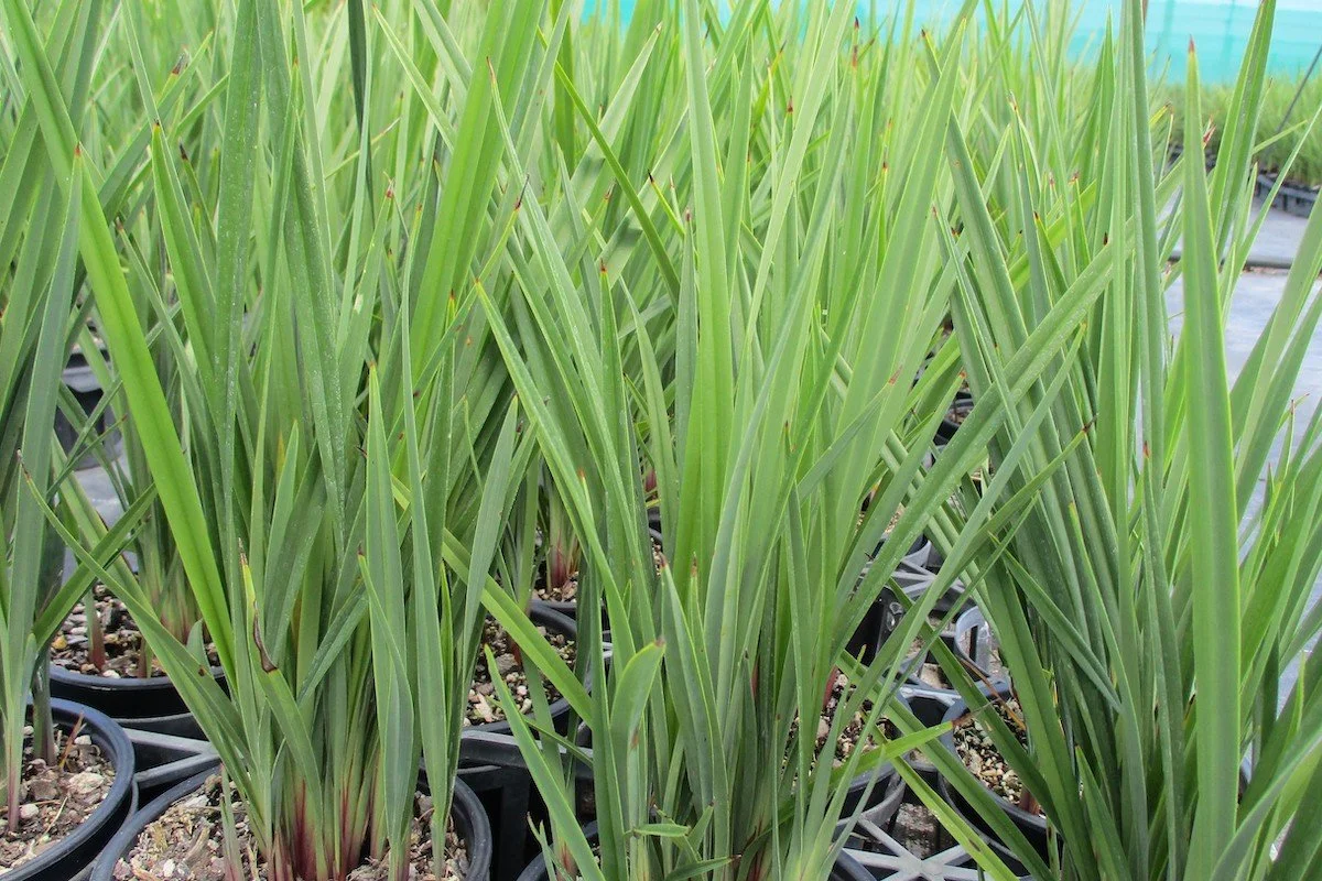 Dianella revoluta 'Revelation' PVR