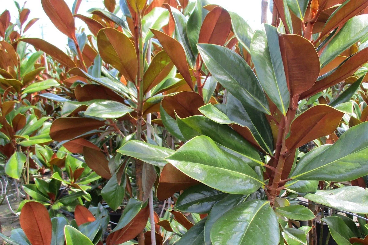 Magnolia ‘Blanchard’