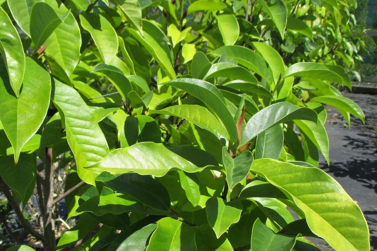 Michelia ‘Touch of Pink’