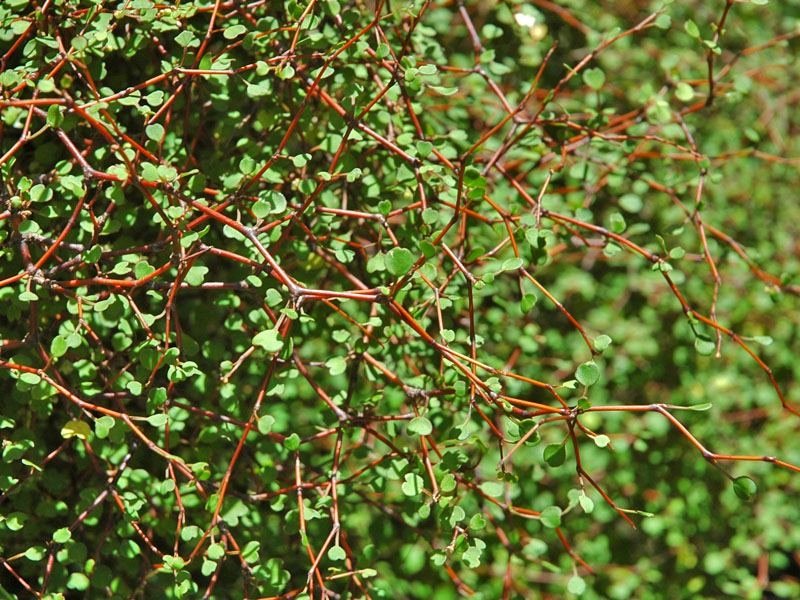 Muehlenbeckia complexa
