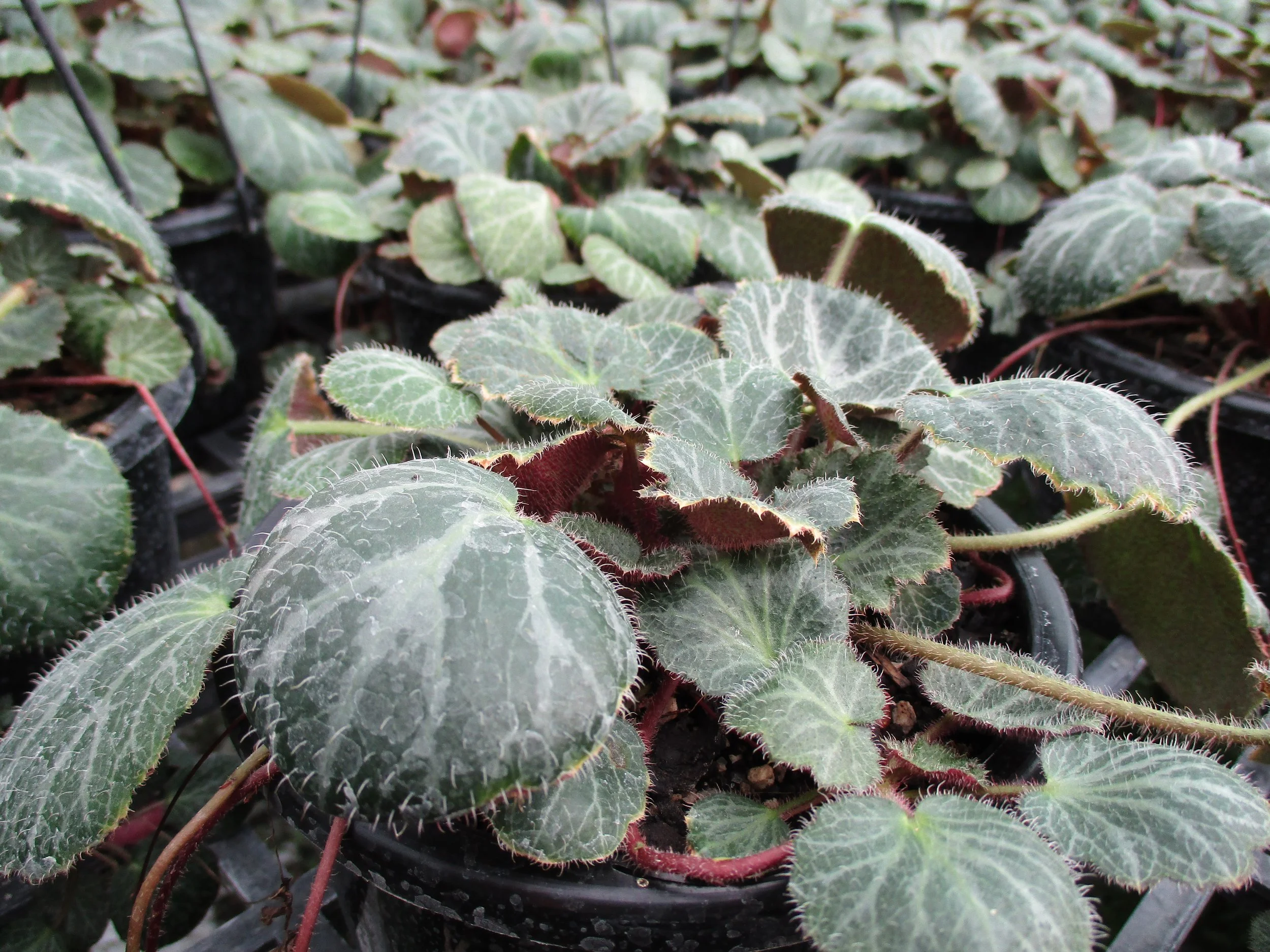 Saxifraga stolonifera