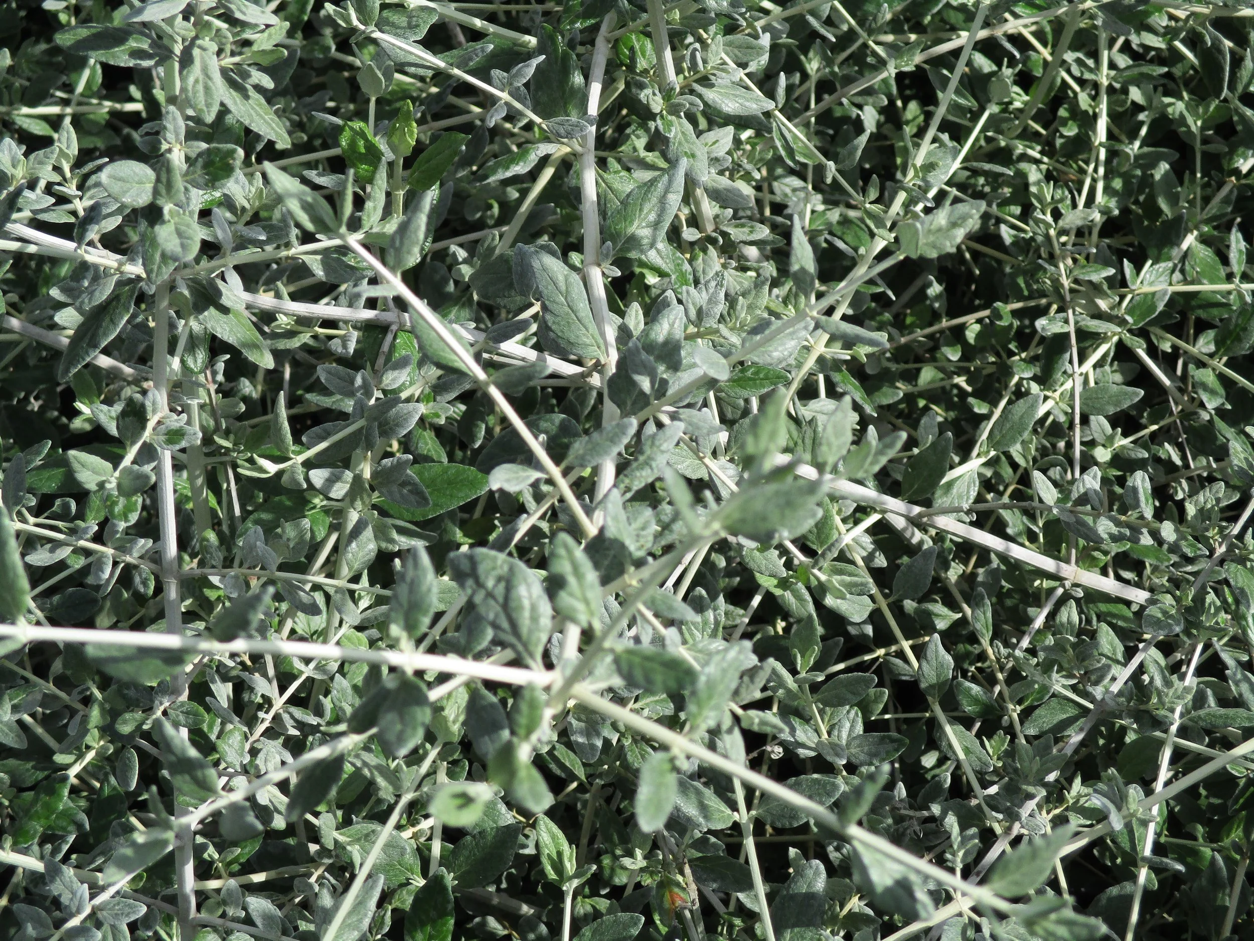 Teucrium fruticans